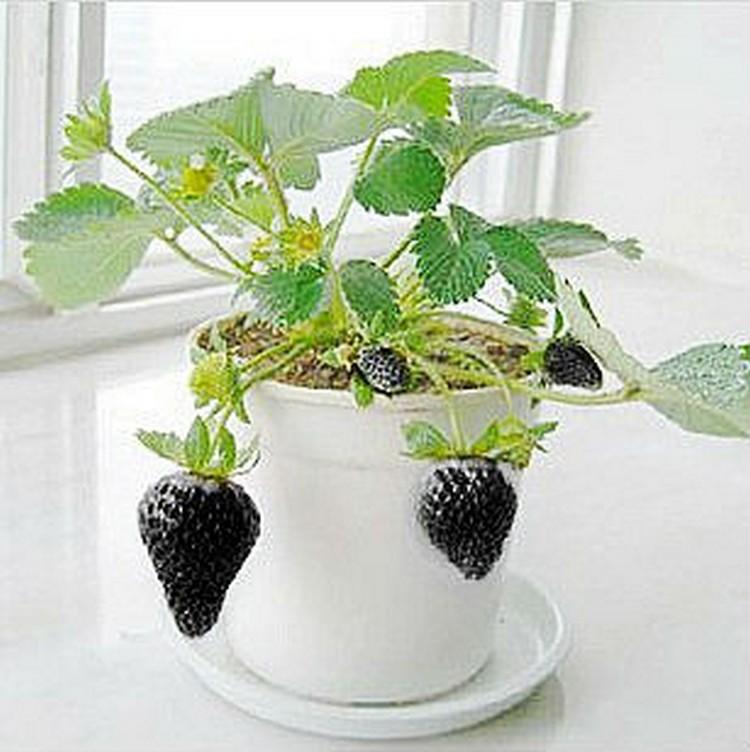 Bộ 2 gói Hạt giống Dâu tây Đen Nhật chịu NHIỆT (100 hạt/gói)