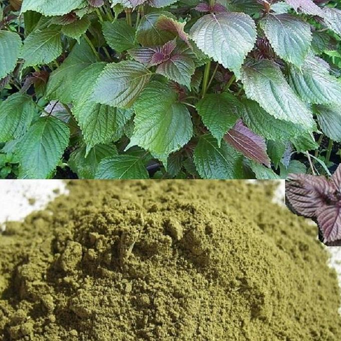 Bột Lá Tía Tô - Bạch Tuyết -  1kg Có Tặng Quà