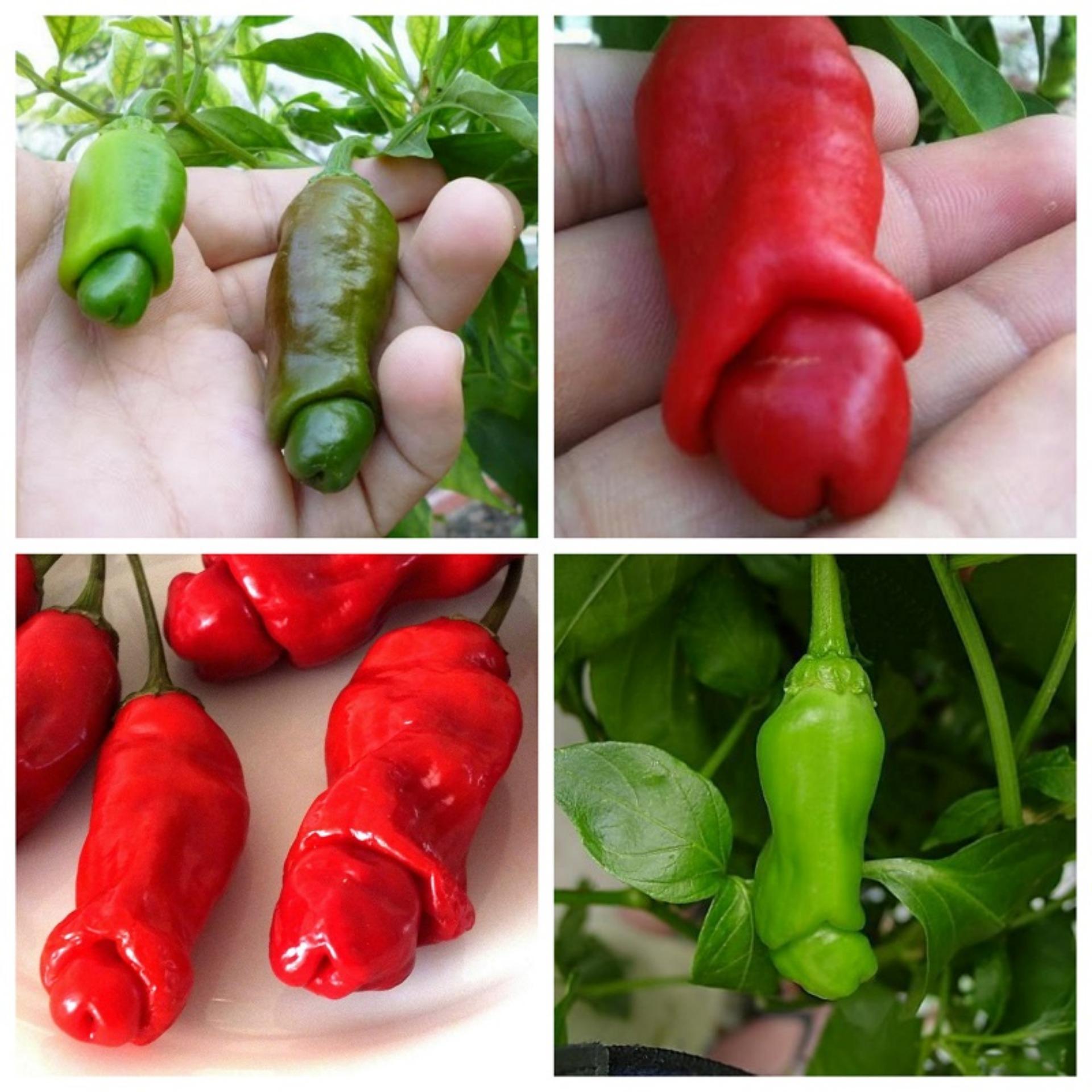 Hạt giống Ớt cu tý (Lucky)