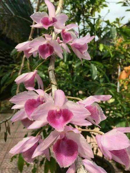 Lan Dã Hạc Châu Như Giống