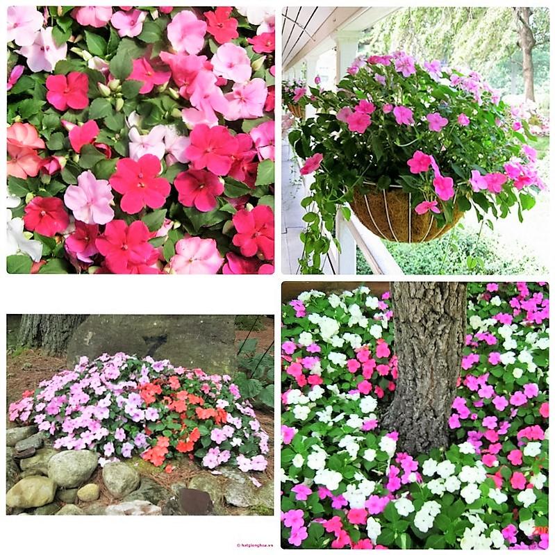 [HCM] Hạt Giống Hoa Mai Địa Thảo Đơn  Nhiều Màu   - KLT 20 hạt