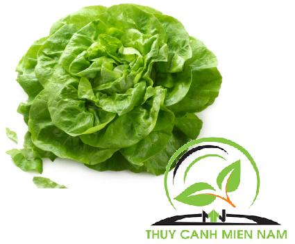 [HCM]Hạt giống xà lách búp RADO 45 (5g)