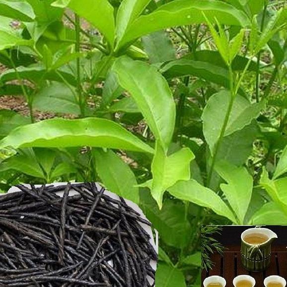 Trà Đắng Cao Bằng   - Thảo Lộc  túi 100g