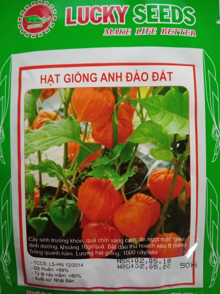 Hạt giống anh đào đất - 50 hạt