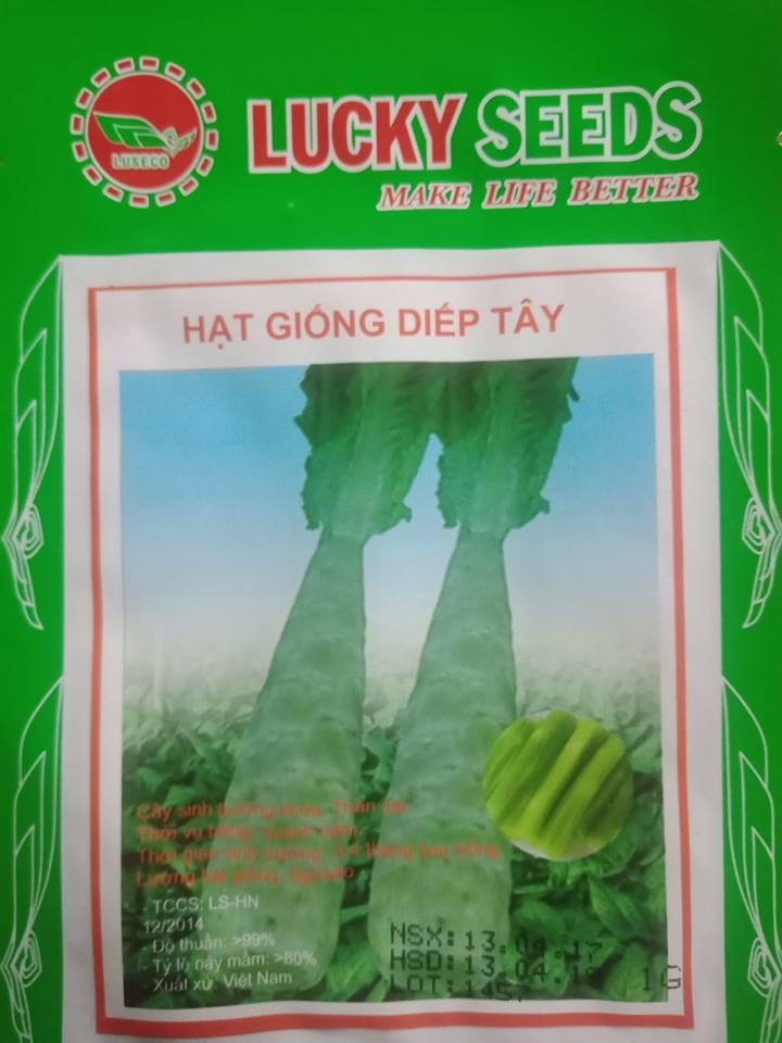 Hạt giống rau diếp tây gia vị thơm - 1gr
