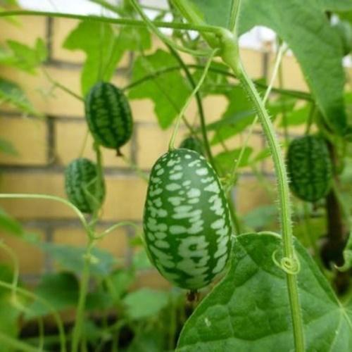 Hạt giống dưa hấu mini loại dễ trồng . túi 10 hạt