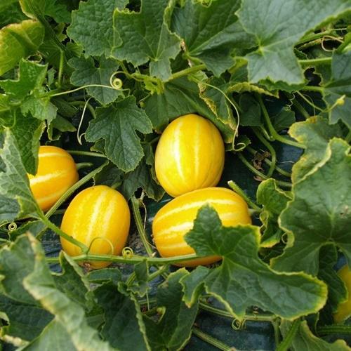 Hạt giống dưa thơm hàn quốc f1. túi 10 hạt