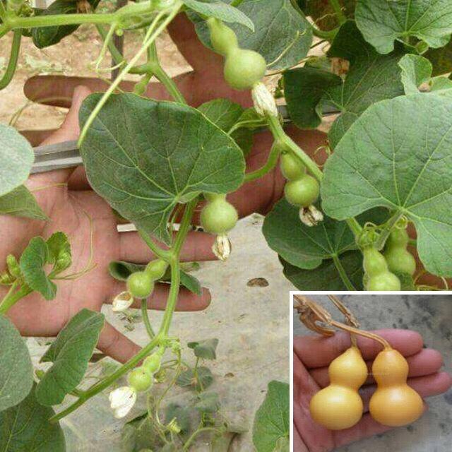 2 gói Hạt giống Bầu Hồ Lô Tí hon ~10 hạt (tặng gói kích nẩy mầm và hướng dẫn)