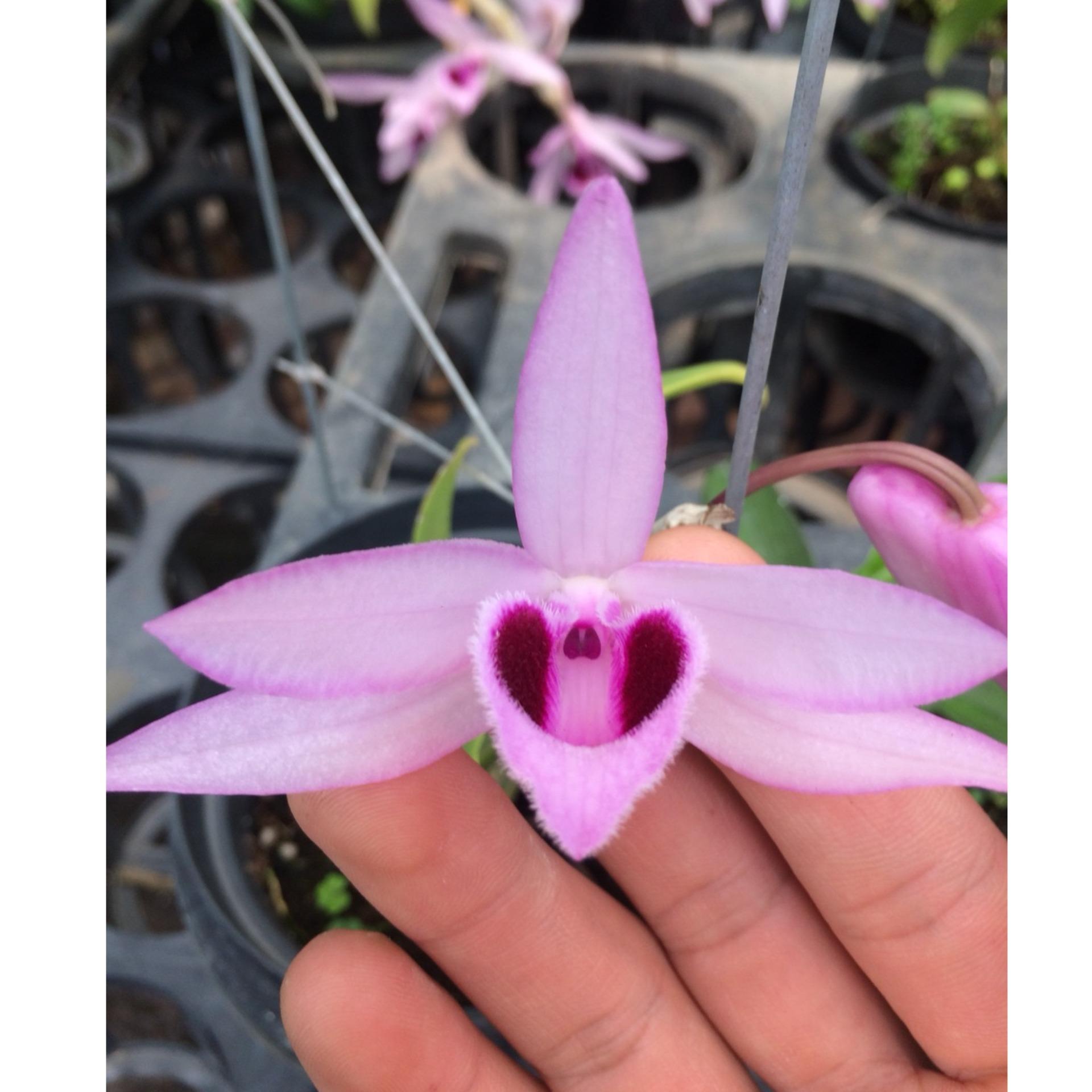 Giả hạc Pháp Lai trầm