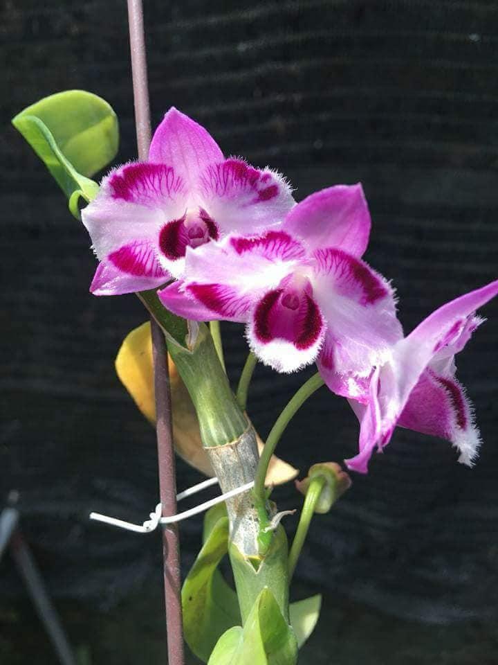 Lan Trầm sáu mắt