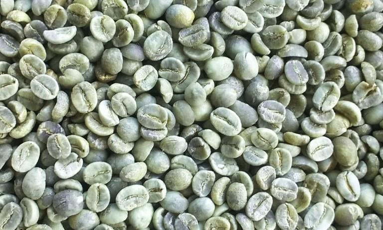 nhan arabica 1.jpg