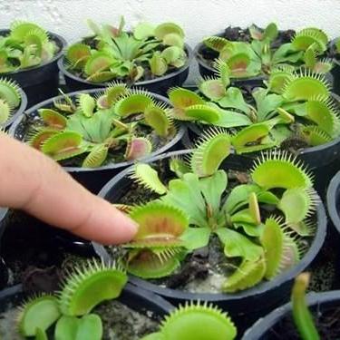 Gói 15 Hạt giống Cây Bắt Côn Trùng, Bẫy Kẹp (tặng gói kích nẩy mầm và hướng dẫn)