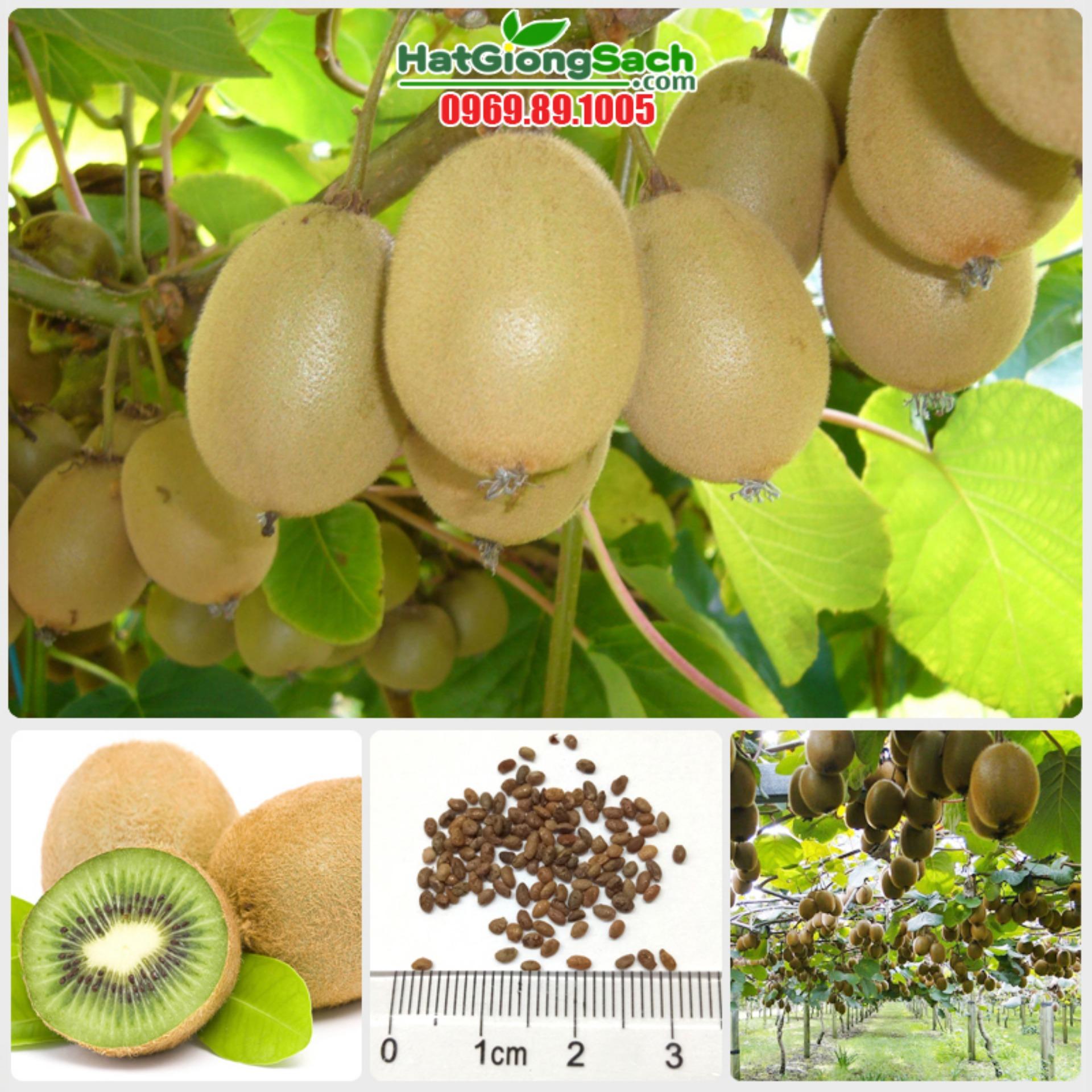 Hạt giống Kiwi (Lucky)(Green)