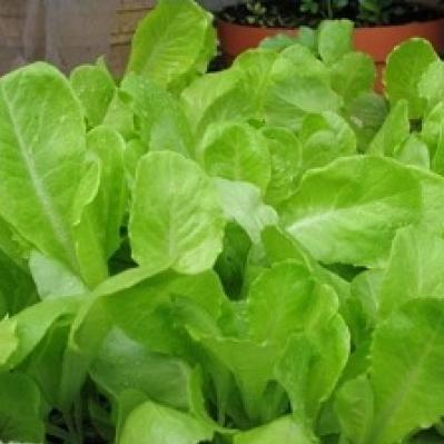 Hạt giống Xà lách baby (10g)