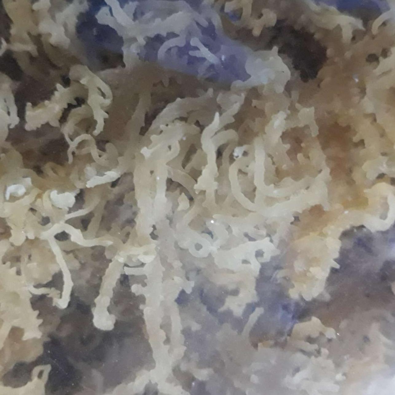 300gr rau sụn nấu chè - rong sủn gai khô
