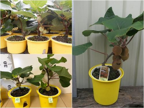 Bộ hạt giống kiwi lùn ruột xanh