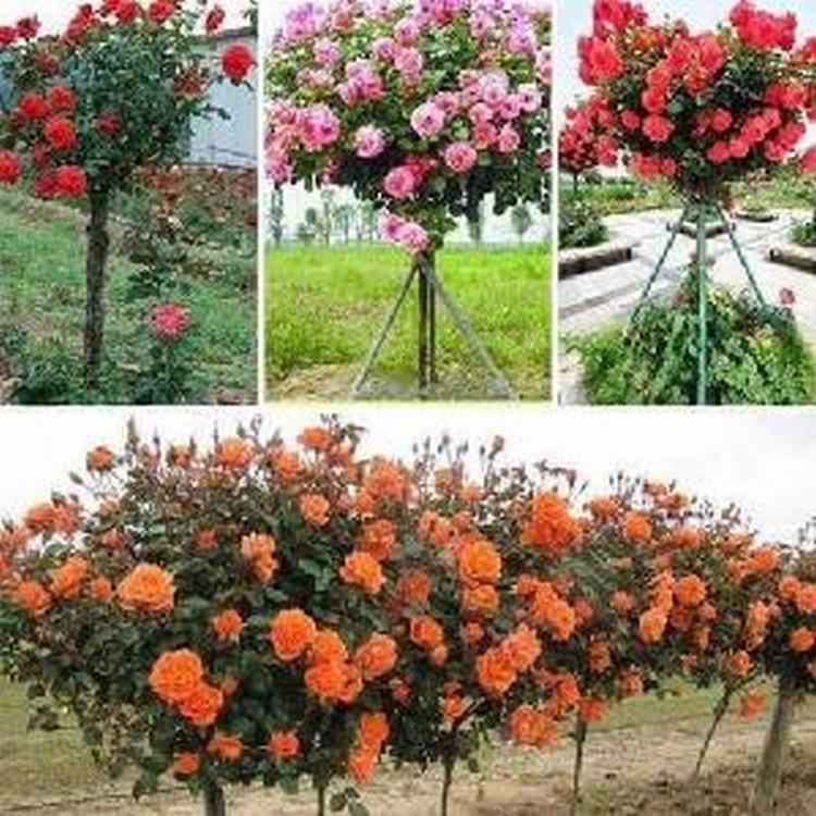 Bộ 2 gói Hạt giống Hoa hồng Thân gỗ Tree Rose (10 hạt/gói)