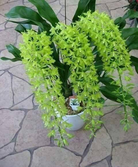 Vũ Nữ Hoàng Hậu hàng giống combo 2 cốc 2 màu