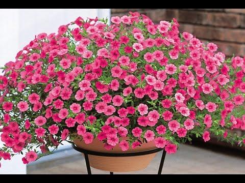 [HCM]hạt giống hoa triệu chuông f1