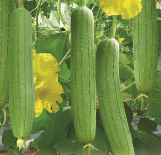 Gói 10 Hạt giống Mướp Hương Thời gian bắt đầu thu hoạch: Khoảng 45 ngày sau gieo