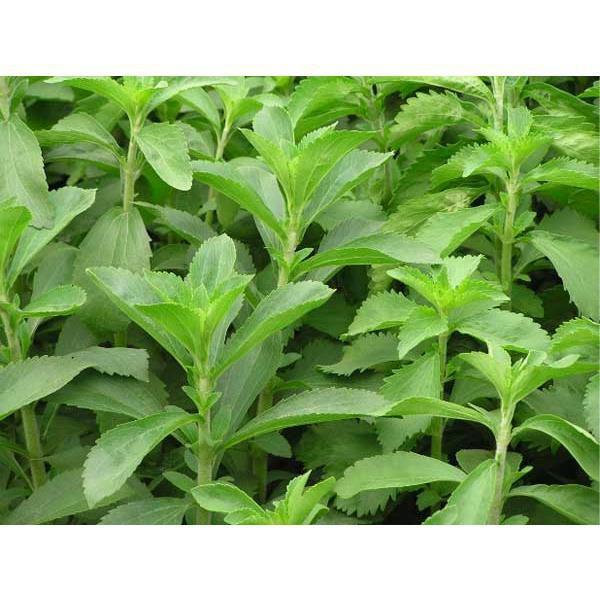 Hạt giống cỏ ngọt f1 - gói 0,3 gr