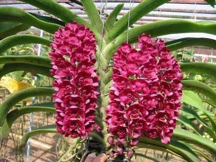 Lan giống ngọc điểm màu đỏ xác pháo chậu 2 cây