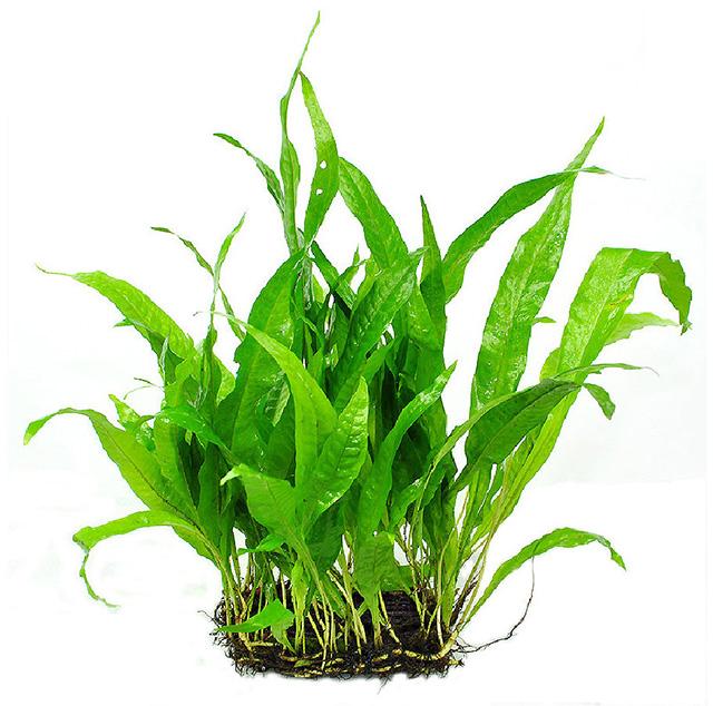 Một khóm cây thủy sinh dương sỉ - Cây thủy sinh dễ trồng không cần đất