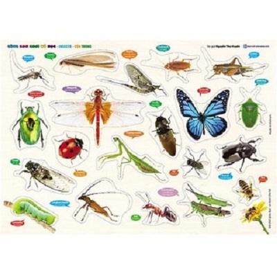 Bảng gỗ núm nhựa cùng con chơi và học - côn trùng - insects