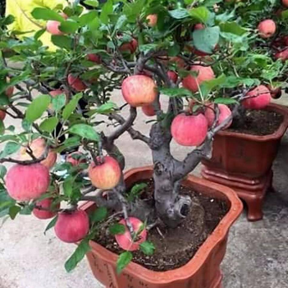 [Lấy mã giảm thêm 30%] Hạt giống Táo Đỏ Lùn TRỒNG CHẬU Bonsai (gói 15 hạt)