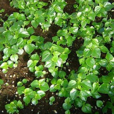 Hạt giống Rau Càng cua (0.5g)