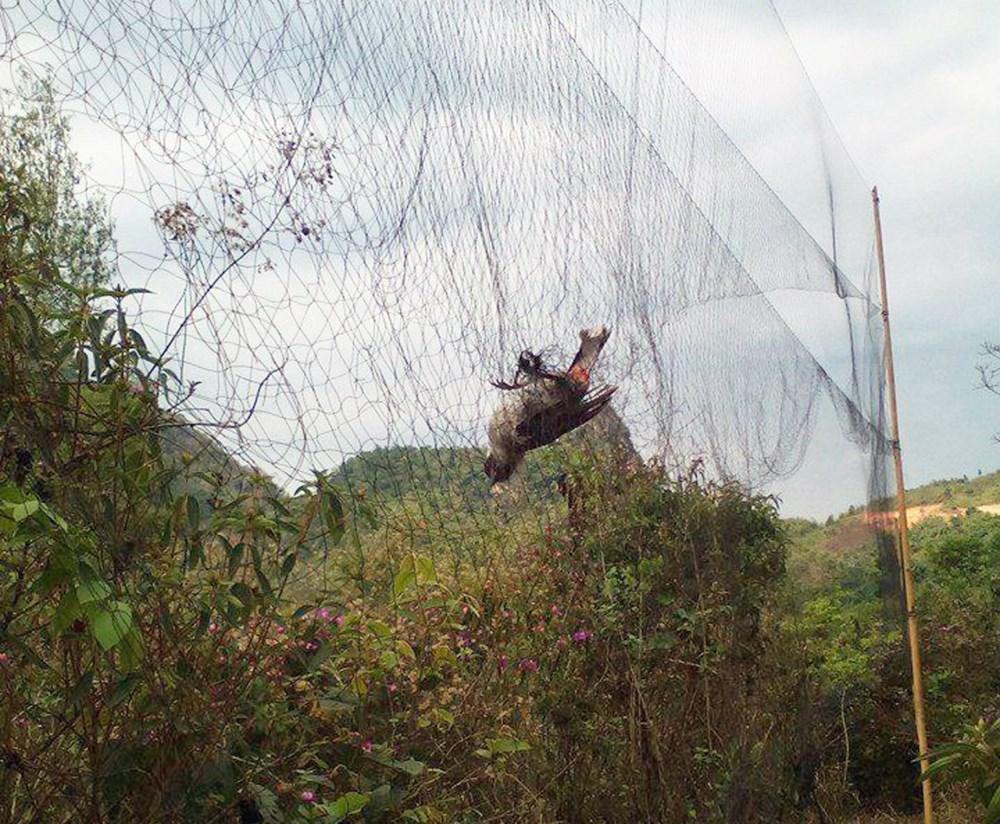 Lưới bẫy chào mào 60 mét , trao trảo , chòe, họa mi, bẫy tổng hợp các loại chim ( mắt 5 phân 4 túi cao 7m ) hàng thái lan mua về chỉ việc sử dụng