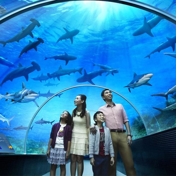 Vé thủy cung Sea Aquarium Singapore người lớn