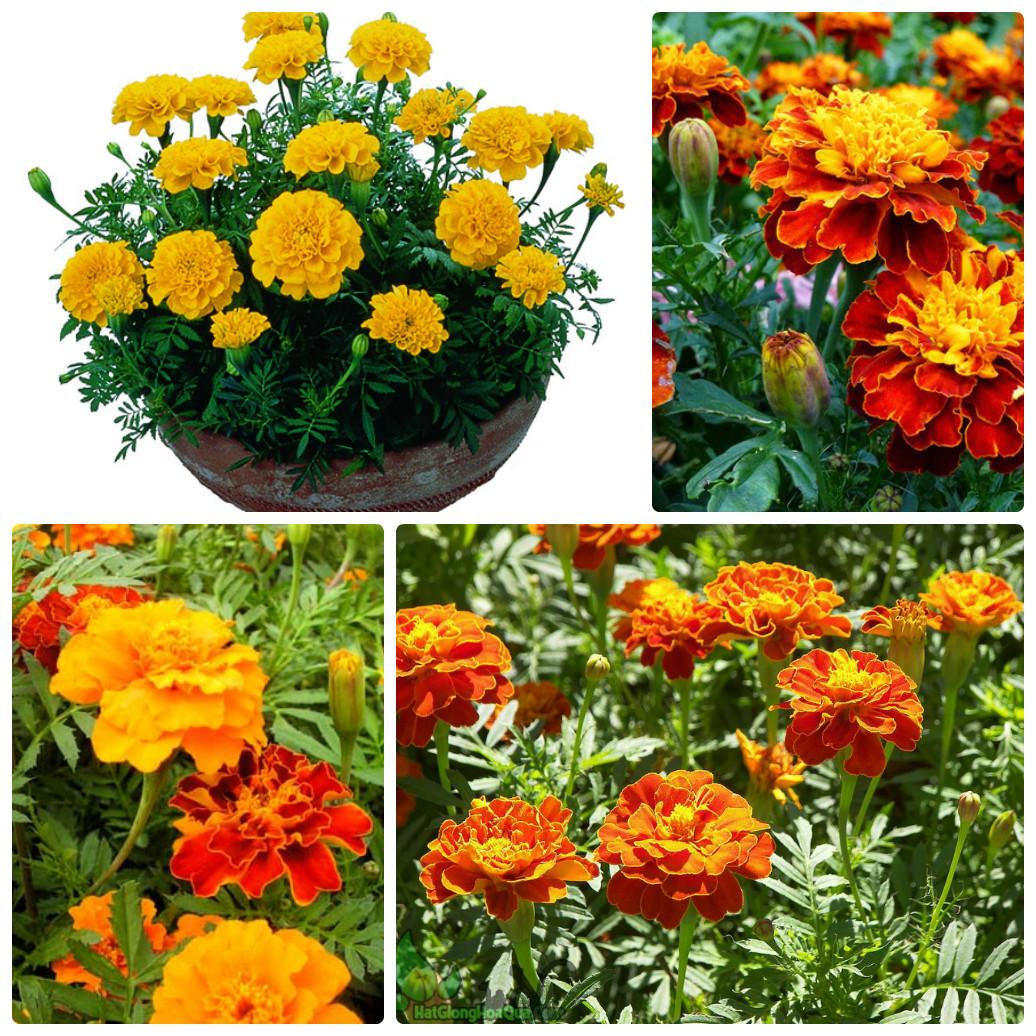 Gói 50 Hạt giống Hoa Cúc Vạn Thọ Pháp (tặng gói kích nẩy mầm và hướng dẫn)