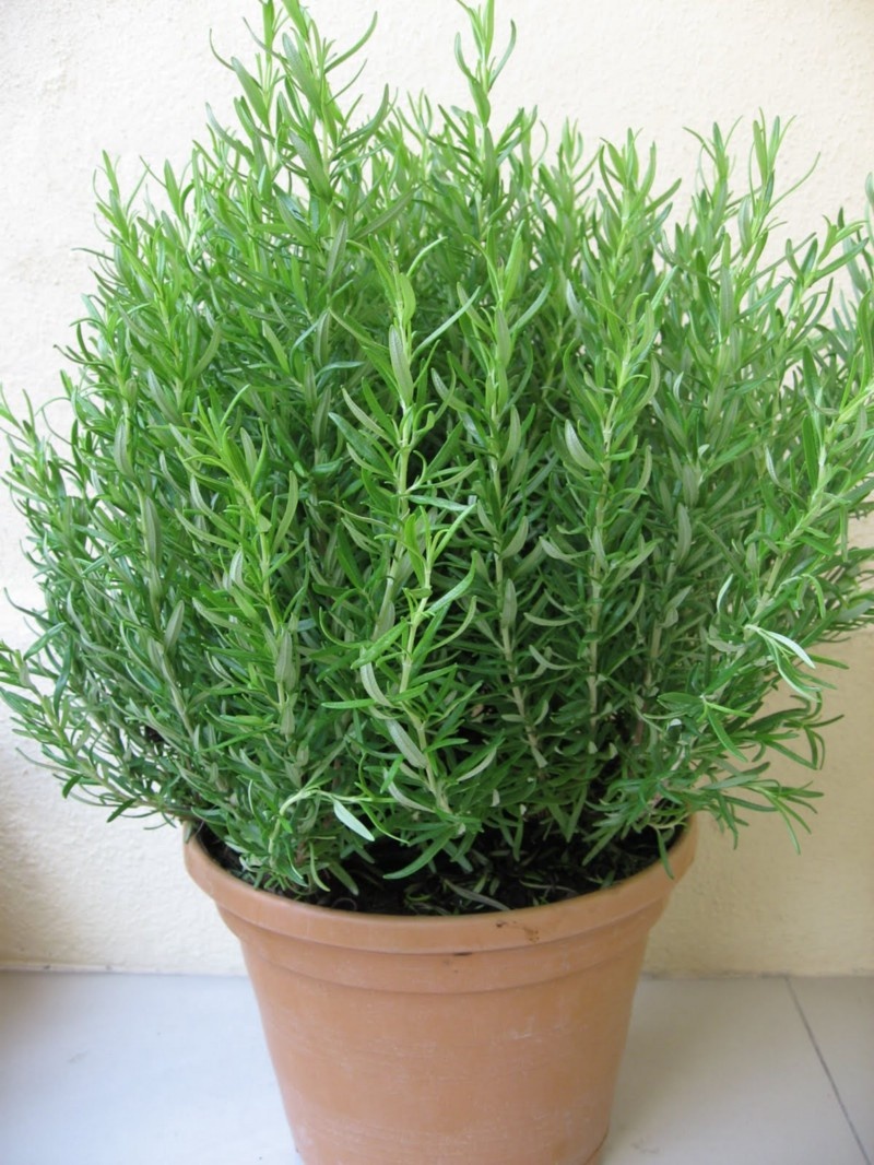 Image result for hÆ°Æ¡ng tháº£o