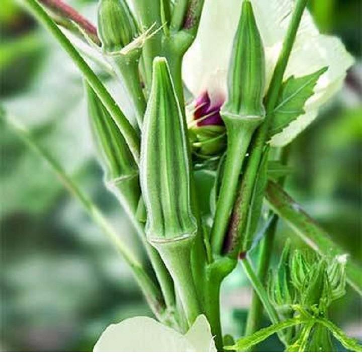 Hạt giống đậu bắp xanh f1 - 10gr