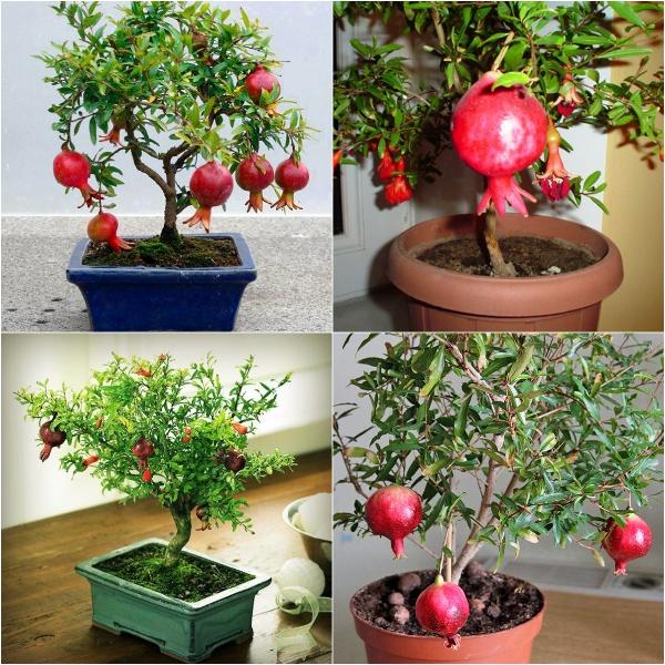 Gói 15 Hạt giống Lựu Lùn Đỏ, Sai Quả (tặng gói kích nẩy mầm và hướng dẫn)