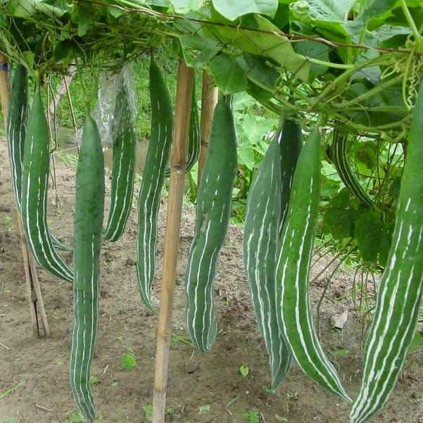 Gói 5g Hạt giống Mướp Rắn, Lạc Lày (tặng gói kích nẩy mầm và hướng dẫn)