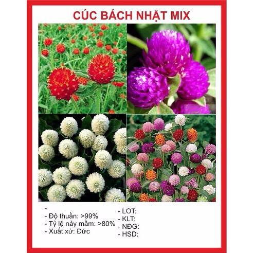 Hạt giống hoa cúc bách nhật