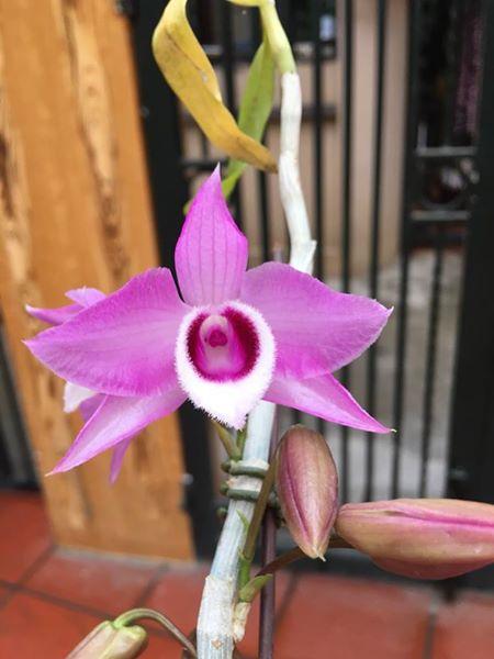 Trầm Hồng long môi tuyết giống cây giống thuần tại vườn