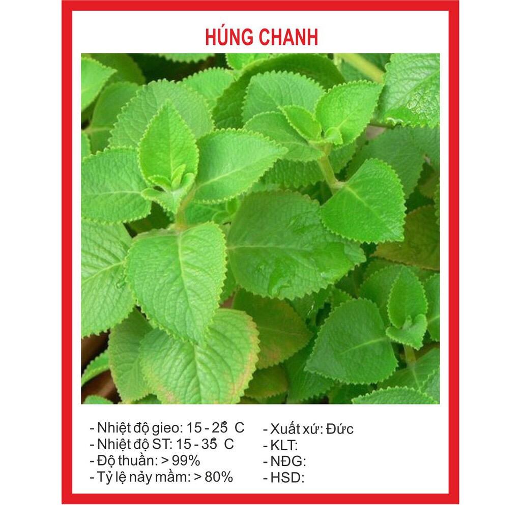 Hạt giống Húng Chanh