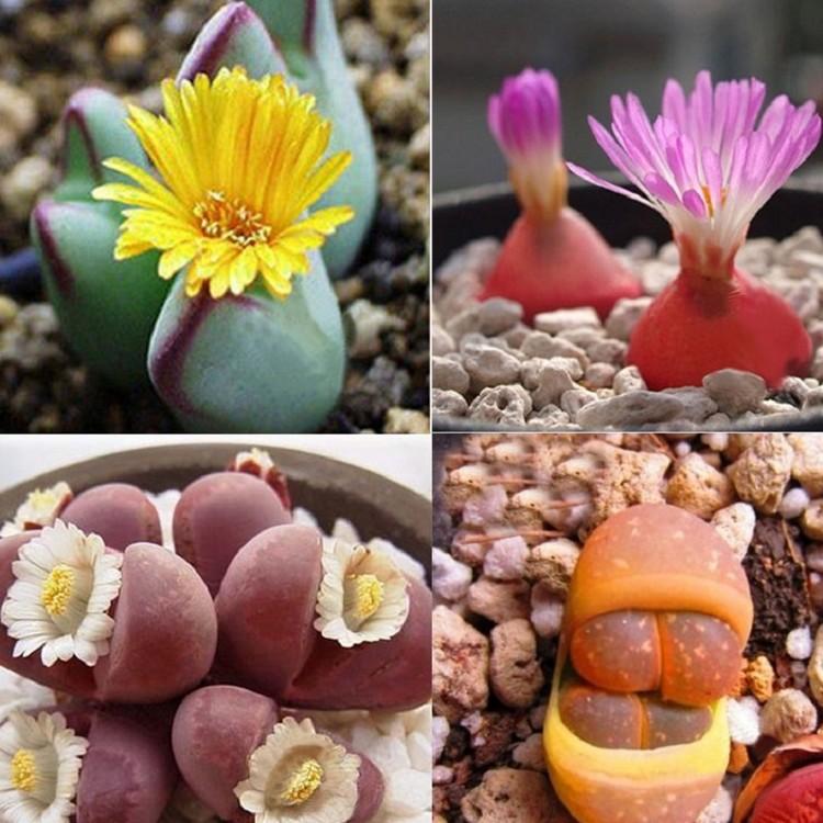 Gói 20 Hạt giống hoa Thạch Lan, Đá Sống (tặng gói kích nẩy mầm và hướng dẫn)