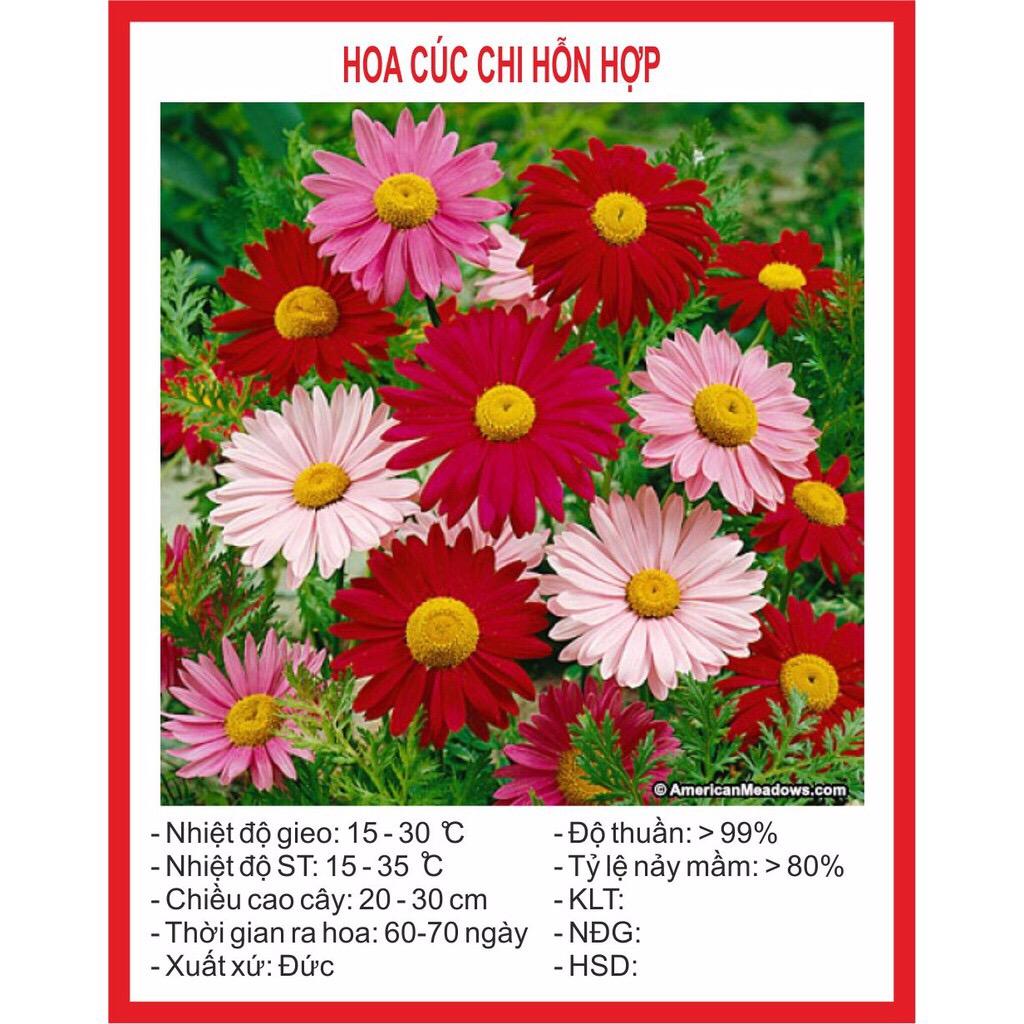 Hạt giống hoa Cúc Chi Hỗn Hợp