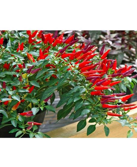 Combo 5 gói hạt giống Ớt chỉ thiên
