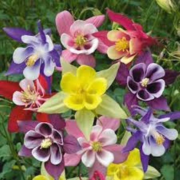Gói 10 hạt giống hoa bồ câu mix