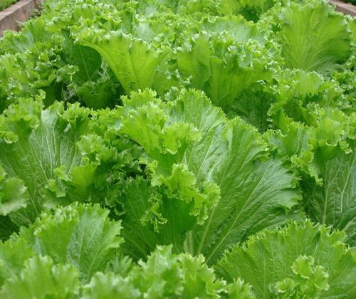 Hạt giống rau cải bẹ mào gà, gói 50gr