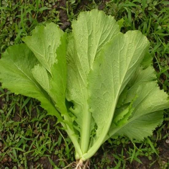 Hạt giống Cải Bẹ Xanh 20g - Tỷ lệ nẩy mầm: 90% - Thời gian bắt đầu thu hoạch: 30 - 35 ngày sau gieo - Xuất xứ: Việt Nam