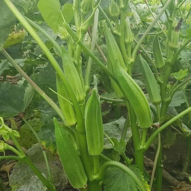 Gói 20g Hạt giống Đậu bắp Cao sản (tặng gói kích nẩy mầm và hướng dẫn)