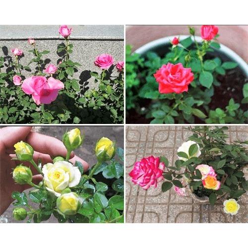 [HCM] Hạt Giống Hoa Hồng Tỷ Muội Pháp - KLT 10 hạt