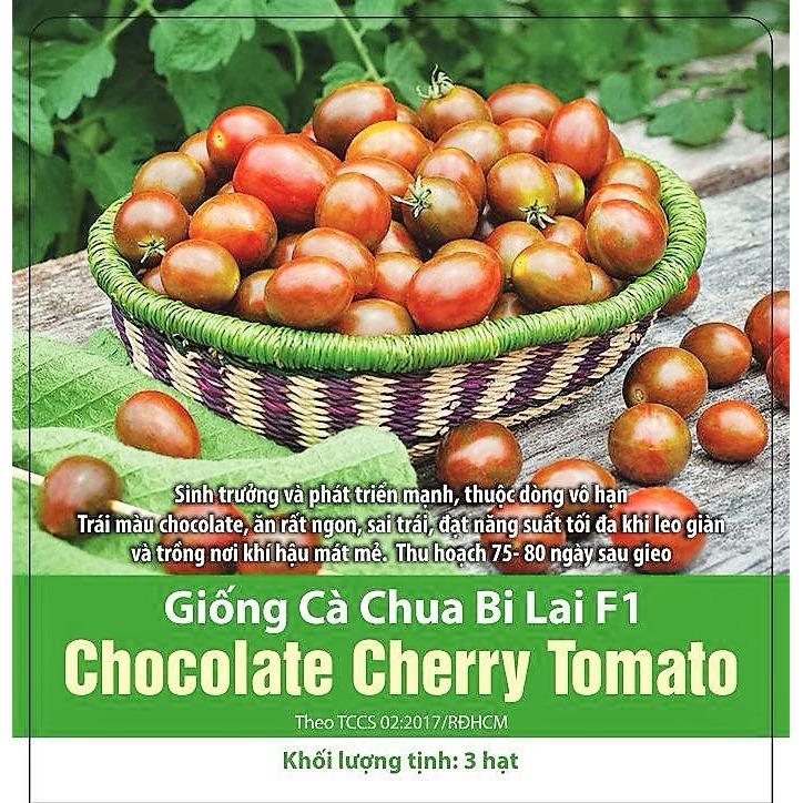 [HCM]Giống Cà Chua Bi Chocolate Lai F1  - Hà Lan