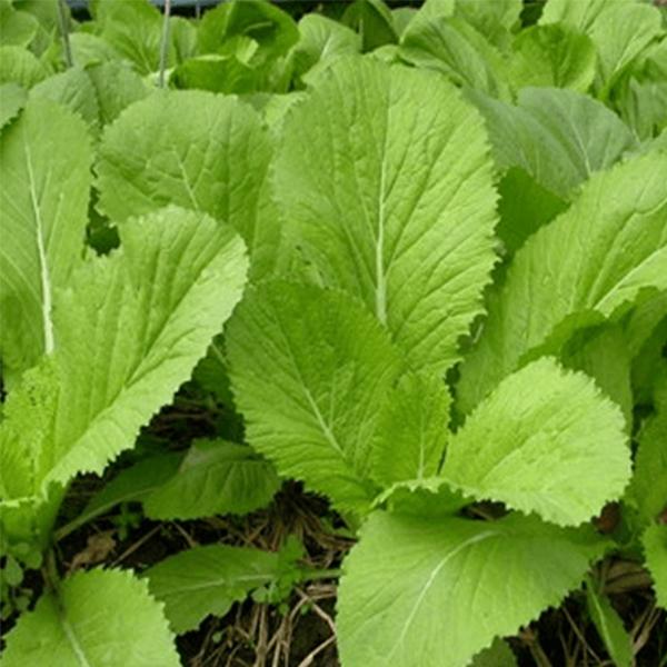 Gói 20g Hạt giống Cải Bẹ Xanh